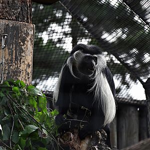 Angolan Colobus