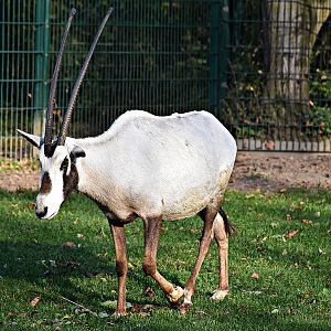 Arabian Oryx