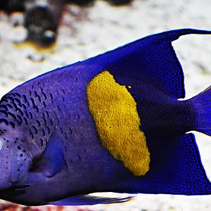 Halfmoon angelfish