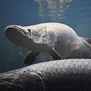 Arapaima