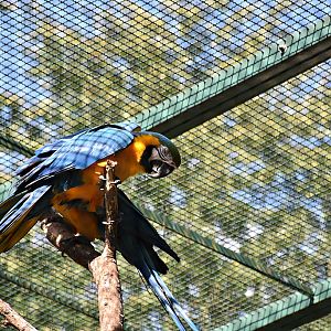 Blue-and-yellow macaw