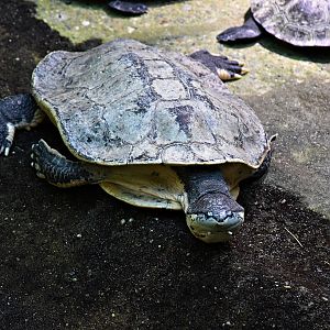 Hilaire’s toadhead turtle