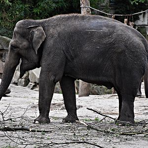 Asian Elephant