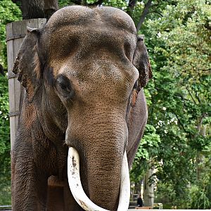 Asian Elephant