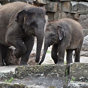 Asian Elephant