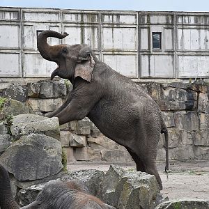 Asian Elephant