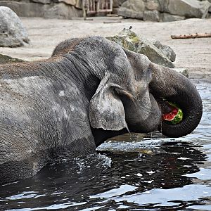 Asian Elephant