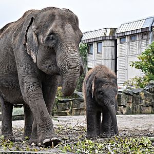 Asian Elephant