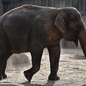 Asian Elephant