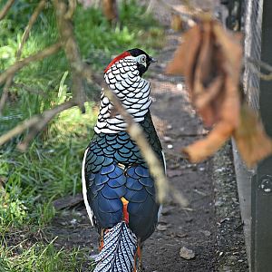 Lady Amherst's pheasant
