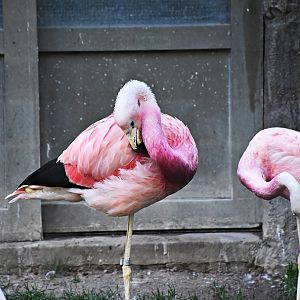 Andean flamingo