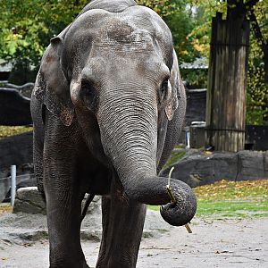 Asian Elephant