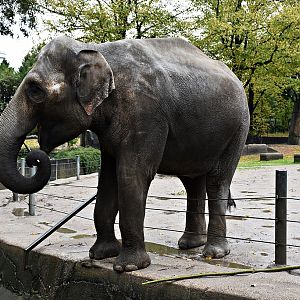 Asian Elephant