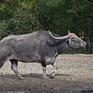 Domestic Asian water buffalo