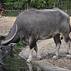 Domestic Asian water buffalo