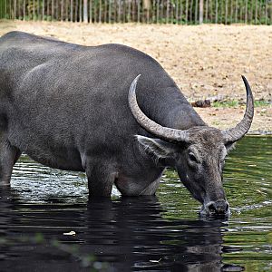 Domestic Asian water buffalo