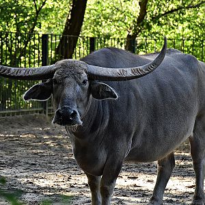 Domestic Asian water buffalo