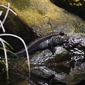 giant mudskipper