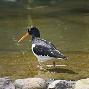 Eurasian oystercatcher