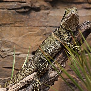Australian water dragon