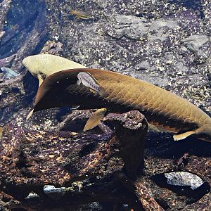 Queensland lungfish