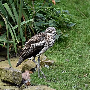 Bush stone-curlew