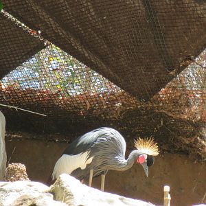 West African Black Crowned Crane