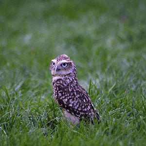 Burrowing owl