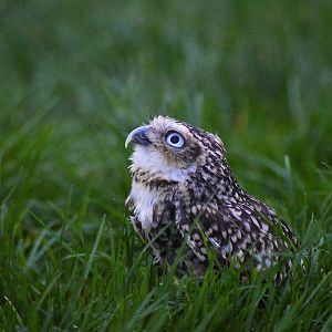 Burrowing owl