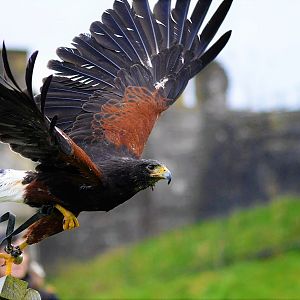 Harris hawk