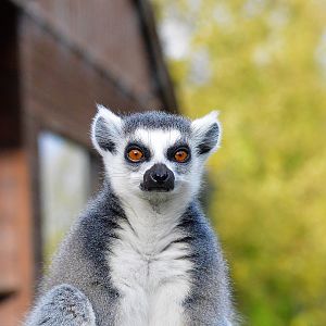 Ring-tailed lemur