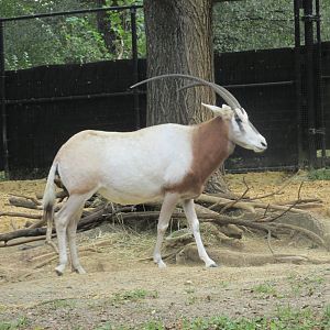 scimitar horned oryx