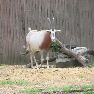 scimitar horned oryx