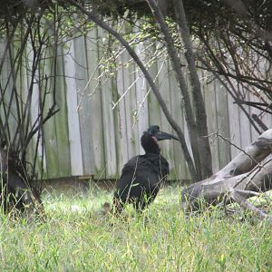 abyssinian ground hornbill