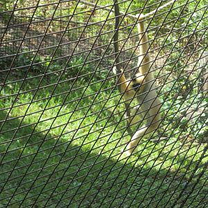 white cheeked gibbon