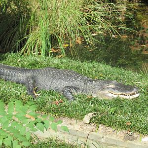 american alligator wally