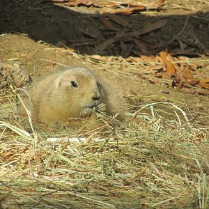 prarie dog