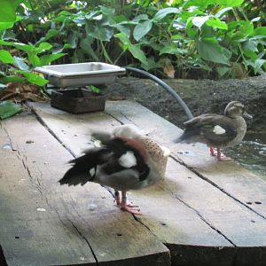 ringed teal at amazonia