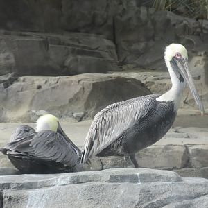 brown pelicans