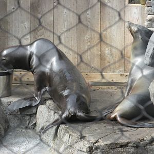 california sea lions