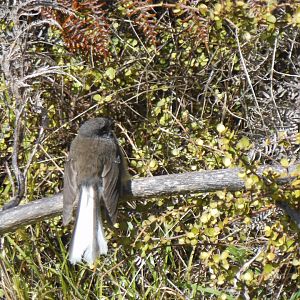 Fantail (Rhipidura fuliginosa)