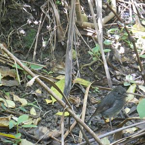 North Island Robin (Petroica longipes)