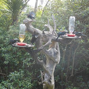 Tui (Prosthemadera novaeseelandiae)