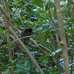 Stitchbird (Notiomystis cincta)