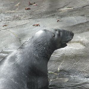 grey seal