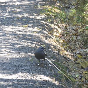 North Island Kōkako (Callaeas wilsoni)
