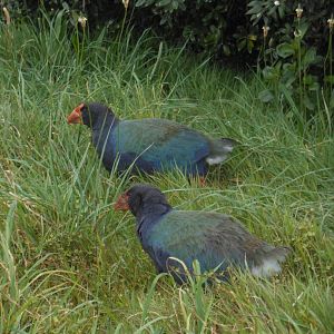 Takahē  (Porphyrio hochstetteri)