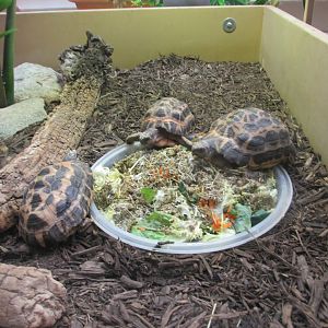 spider tortoises