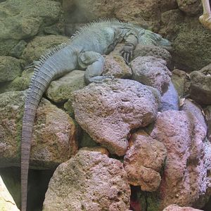 grand cayman blue iguana