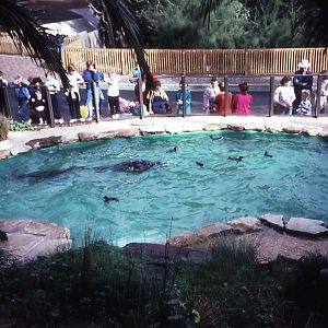 Penguin Pool, Taronga, May 1987